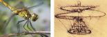 Unter anderem Libellen inspirierten da Vinci zu technischen Entwürfen, die die Vorläufer von heutigen Hubschraubern darstellten