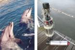 Delfine kommunizieren problemlos unter Wasser  mit diesem Trick arbeitet auch das neuartige Unterwassermodem